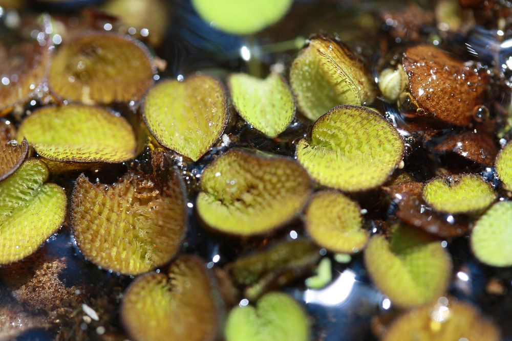 Salvinia. Original public domain image from Flickr