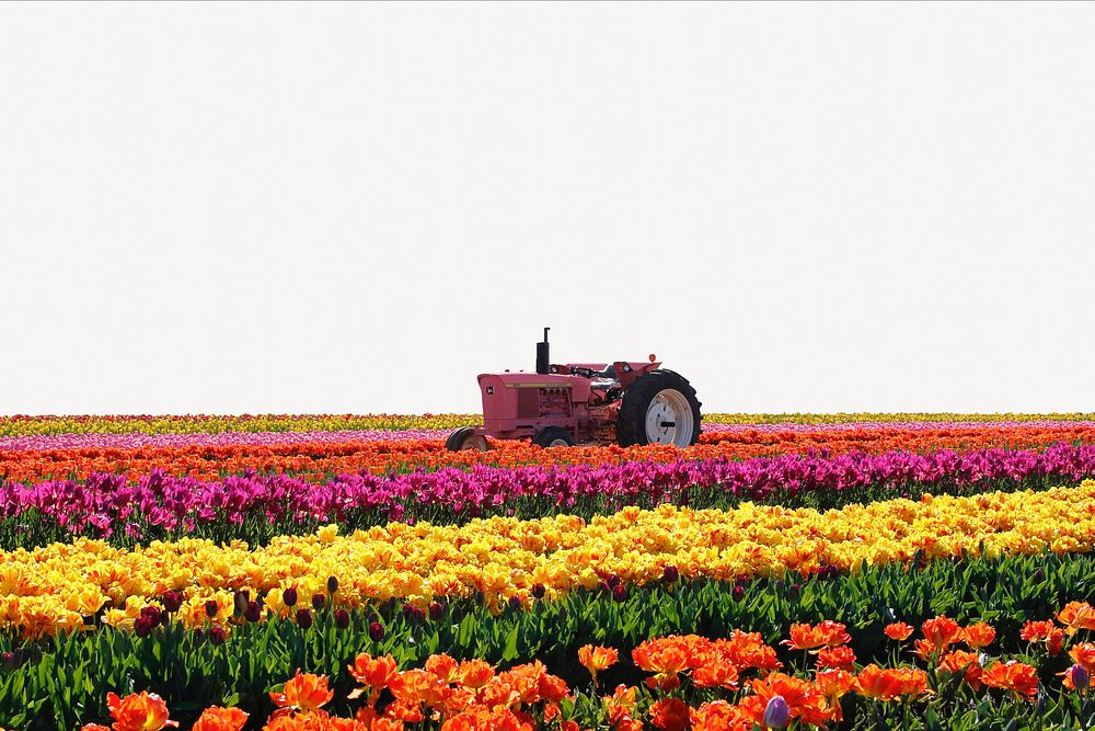 Tulip field border collage element, nature design psd