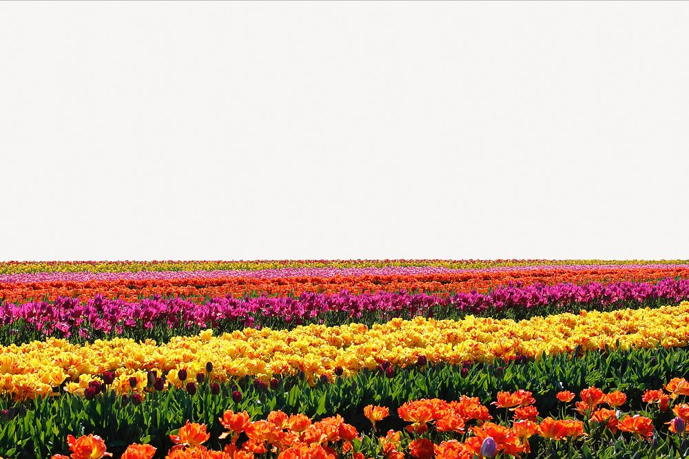 Tulip field border collage element, nature design psd