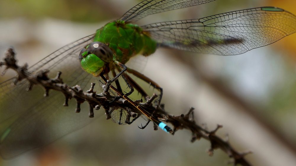Dragonfly eating Damselfly. Original public domain image from Flickr