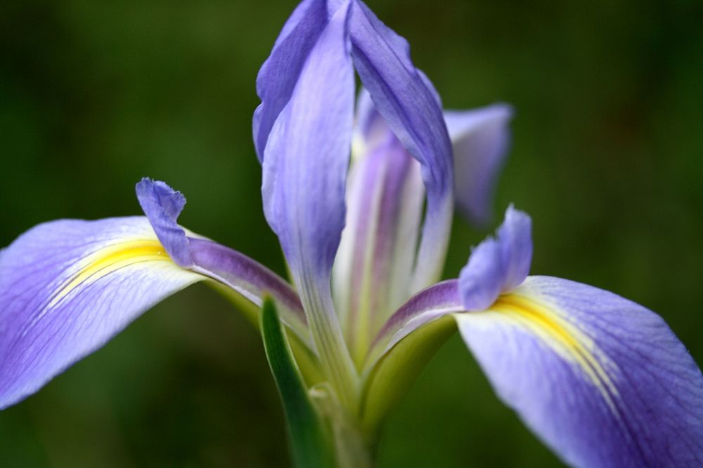 Blue Flag Iris. Original public domain image from Flickr