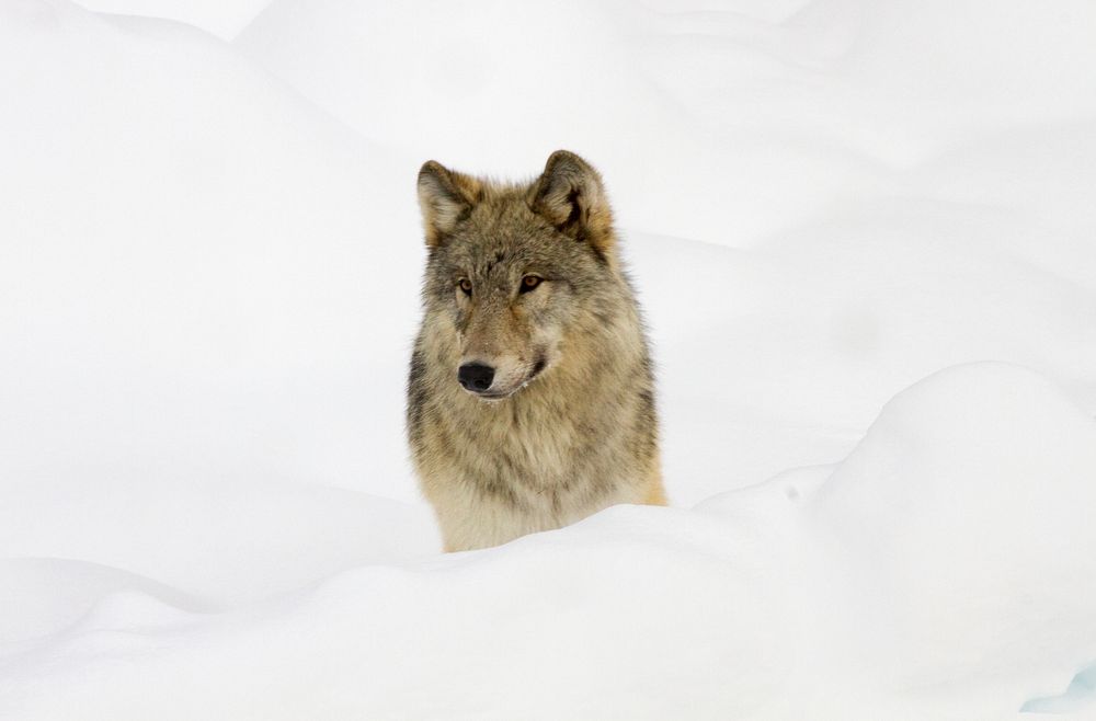 Wolf from the Canyon pack next to road near Norris taken from snowcoach through the glass windowby Diane Renkin. Original…