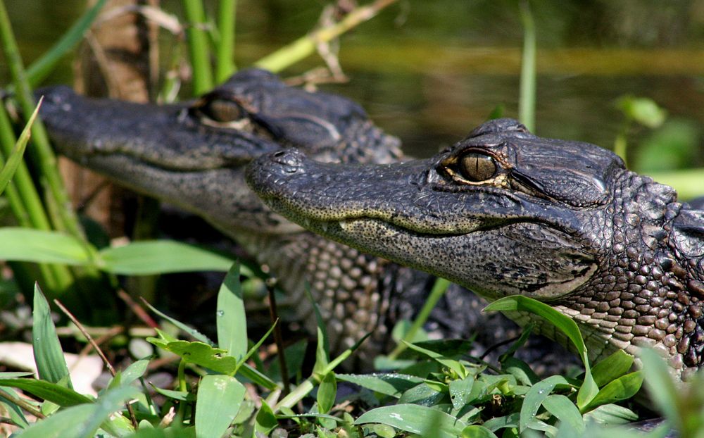 Little gators.