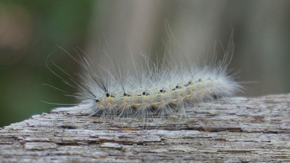 Fuzzy caterpillar. Original public domain image from Flickr