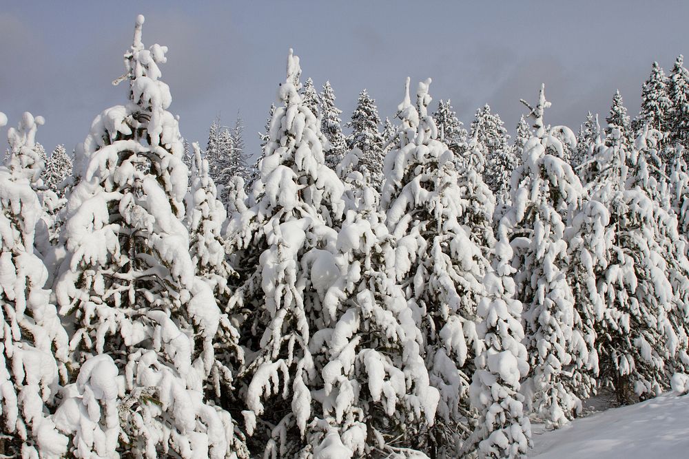 Snow laden trees along the Norris to Canyon Road by Diane Renkin. Original public domain image from Flickr