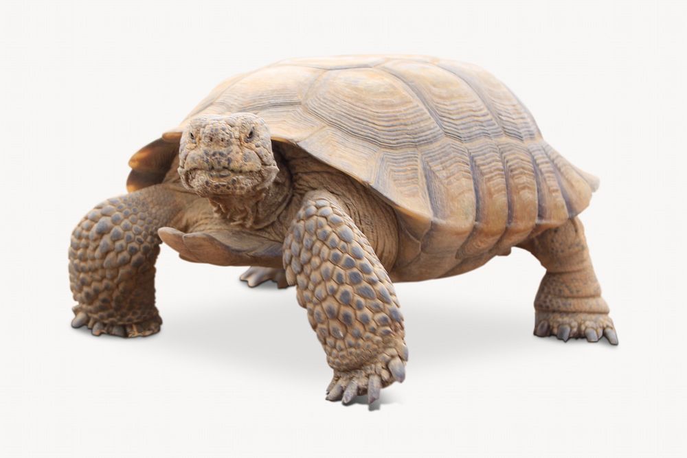 Desert tortoise illustration, safari animal photo