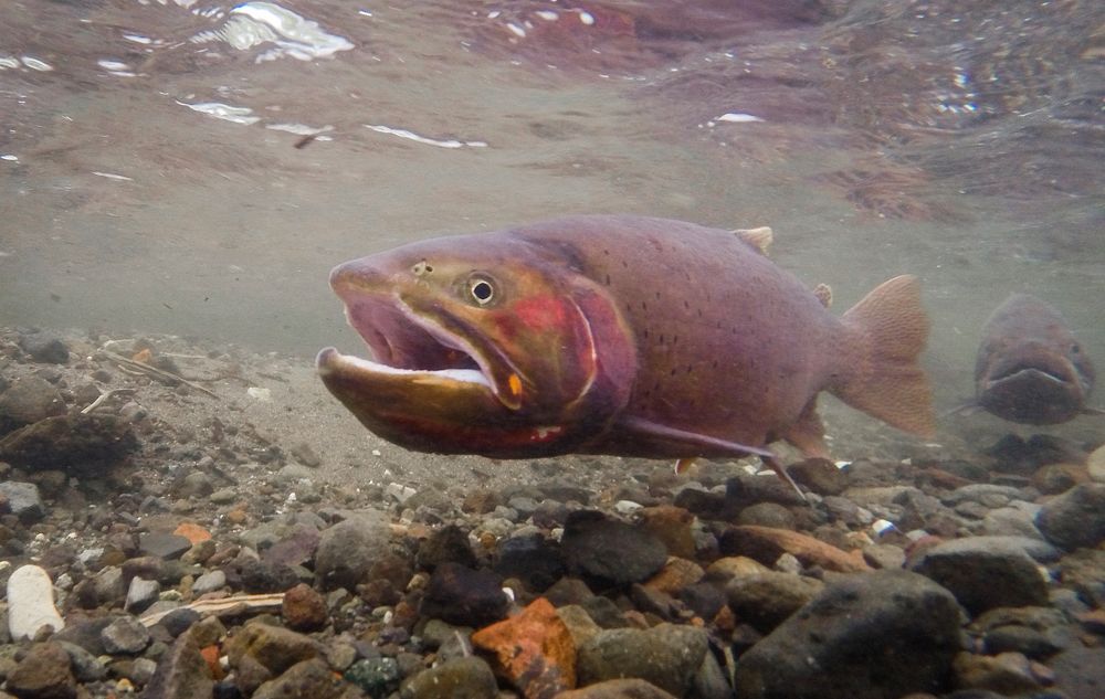 Cutthroat trout spawning above Trout Lake. Original public domain image from Flickr