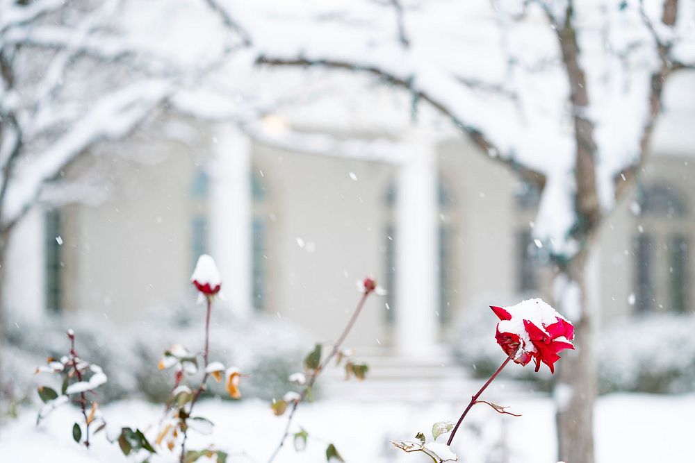 The White House Grounds Covered in Snow on January 13, 2019Snow-covered red roses are seen in the Rose Garden of the White…