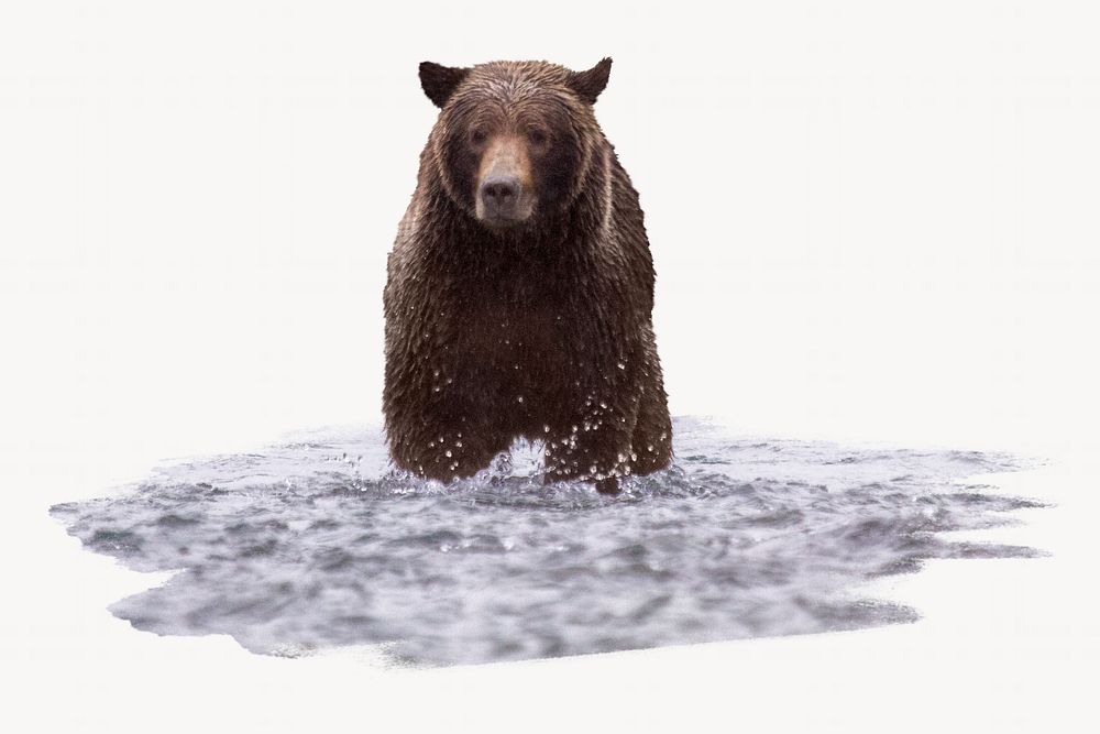 Grizzly bear, animal photo on white background