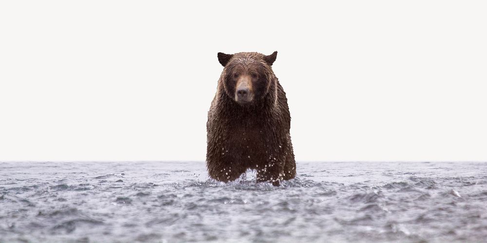 Grizzly bear border, animal photo on white background
