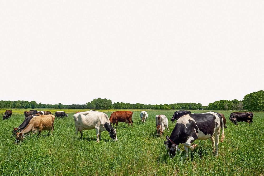 Cows grazing border collage element, animal design psd