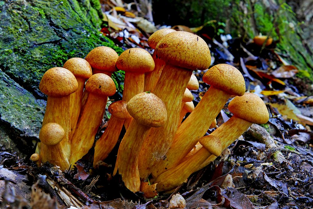 Gymnopilus junonius growing in the forest. Original public domain image from Flickr