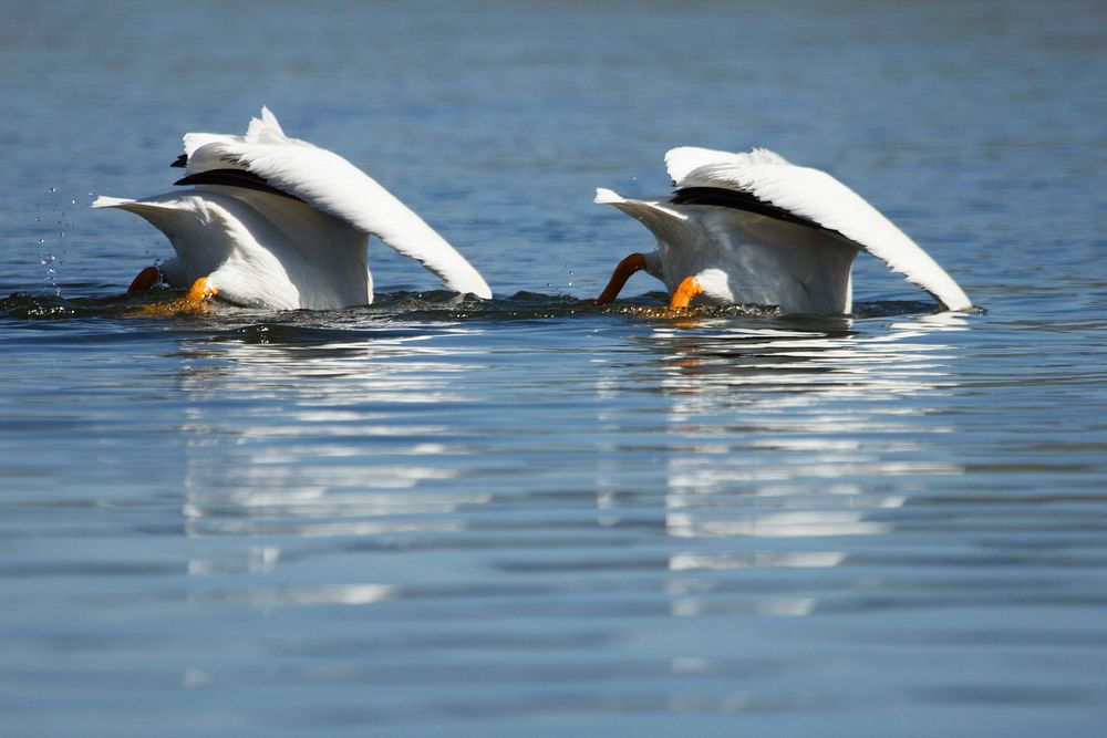 American white pelicans feeding in the Yellowstone River Diane Renkin. Original public domain image from Flickr