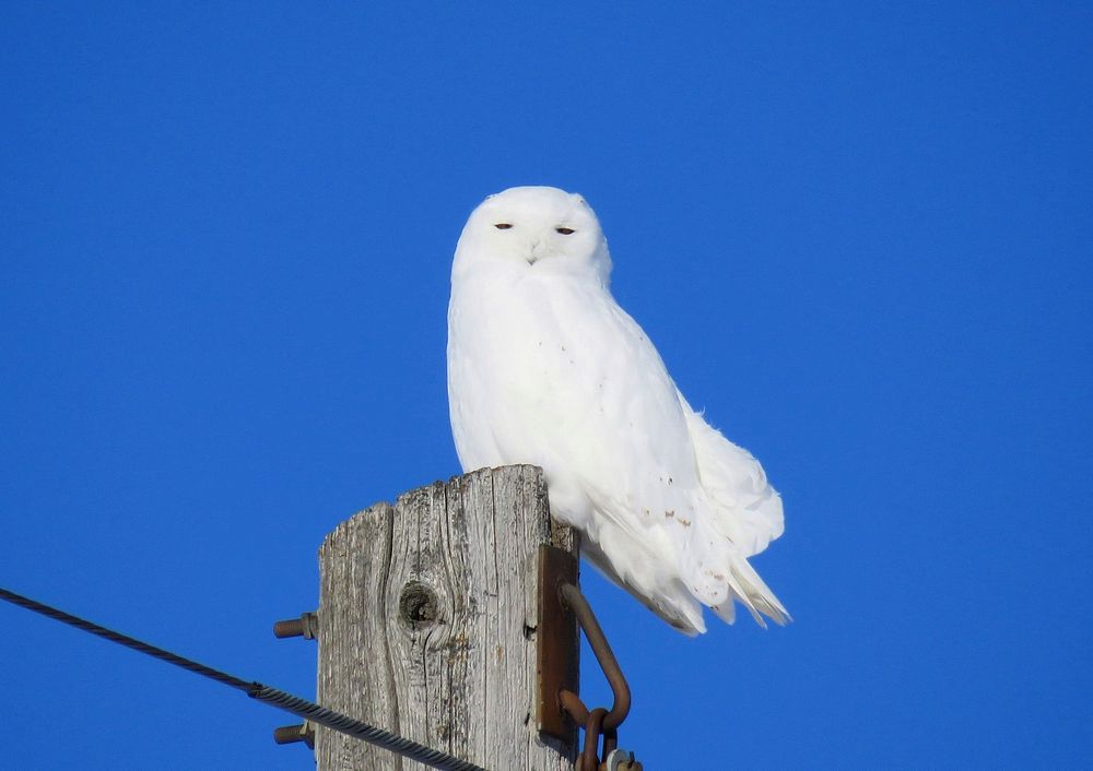 Snowy OwlCheck out this snowy owl that was recently spotted near the Centennial Waterfowl Production Area in Big Stone…