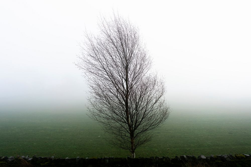 Misty autumn day with tree. Original public domain image from Flickr