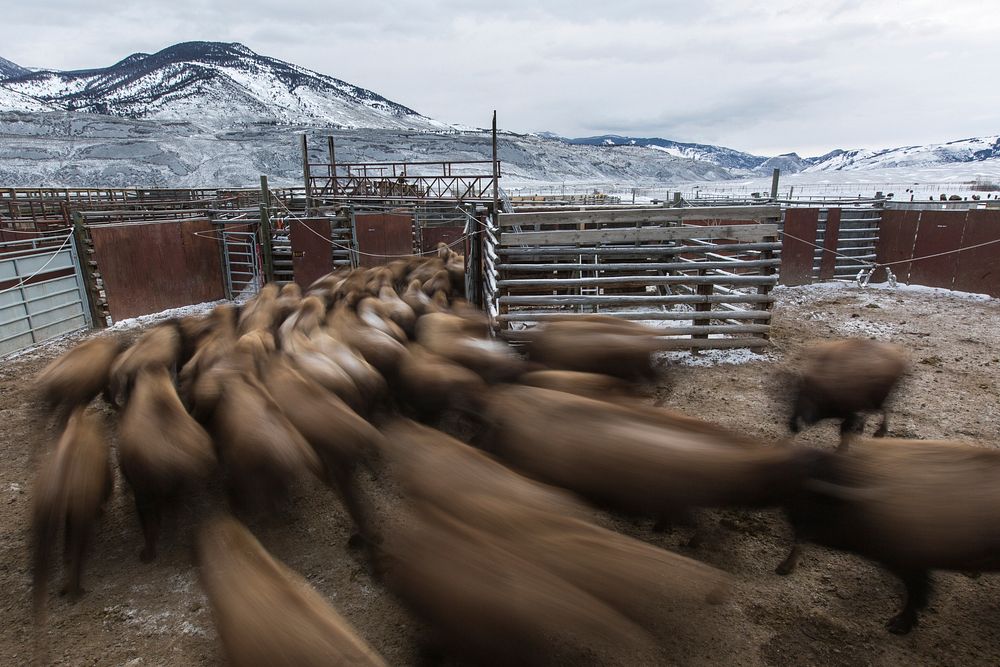 Bison move through the facility at Stephens Creek. Original public domain image from Flickr