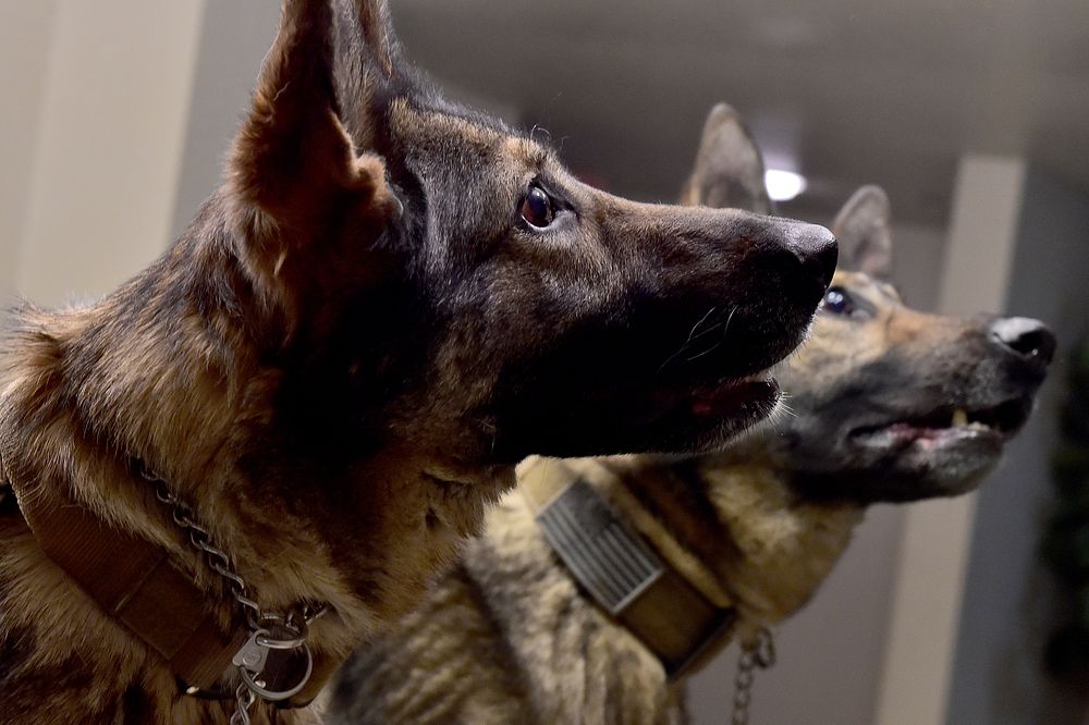 Darla, a German shepherd, assigned to the 549th Military Working Dog Detachment, U.S. Army Alaska, waits from a command from…