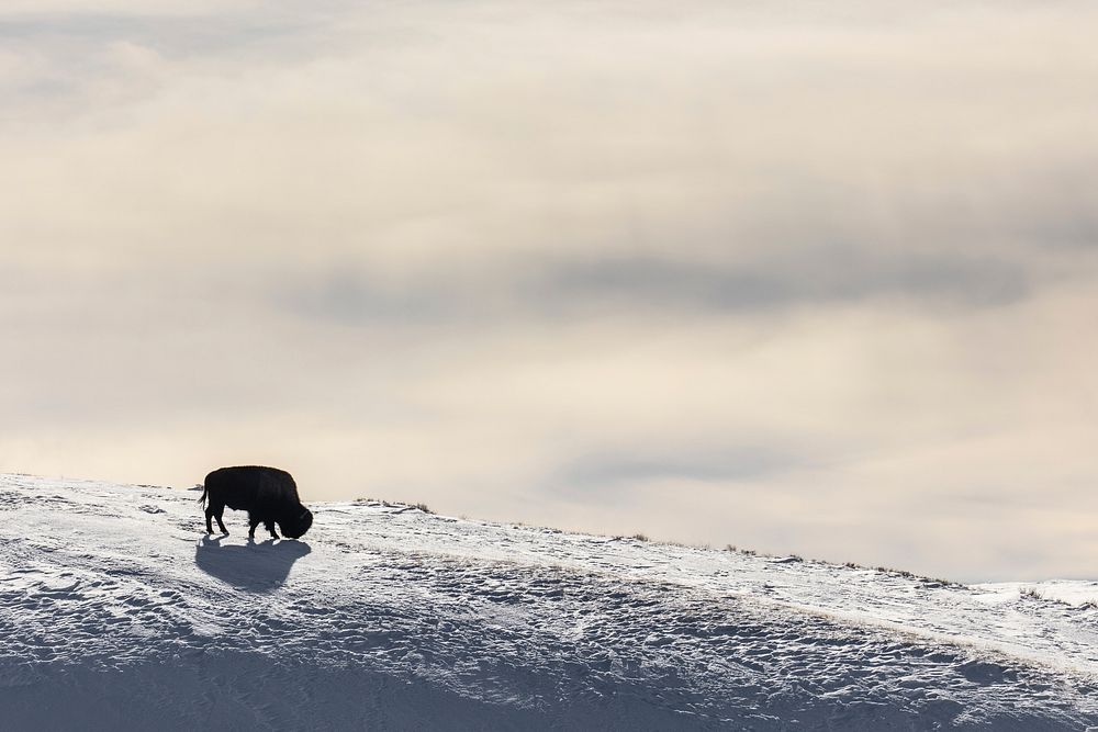 Lone Bison silhouette in Hayden Valley. Original public domain image from Flickr