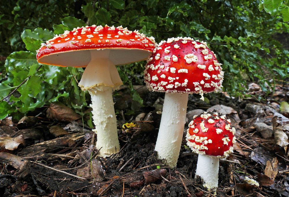 Fly Agric. The fly agaric is an attractive, vibrantly coloured toadstool, which is familiar and instantly recognisable . It…