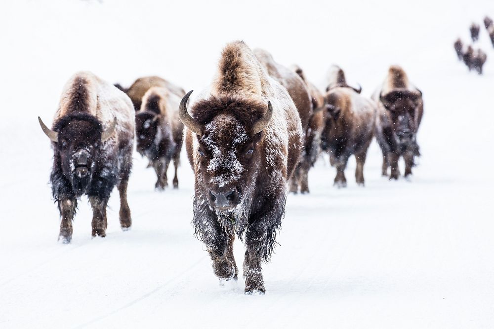 Bison group in the road near Frying Pan Spring. Original public domain image from Flickr