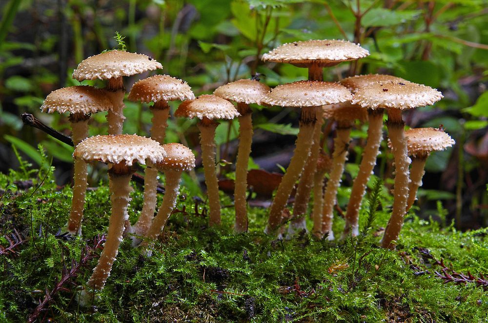 Pholiota subflammans. Original public domain image from Flickr