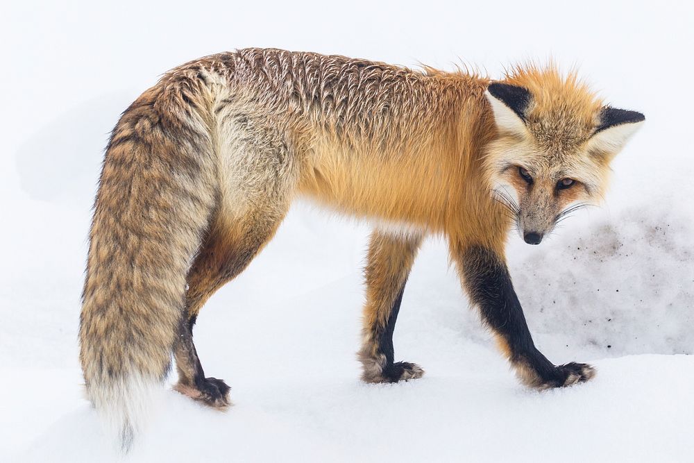 Red fox in Lamar Valley. Original public domain image from Flickr