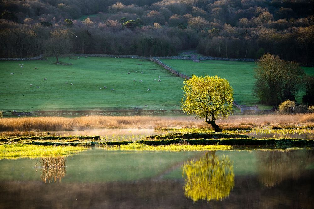 Tree at Leighton Moss. Original public domain image from Flickr
