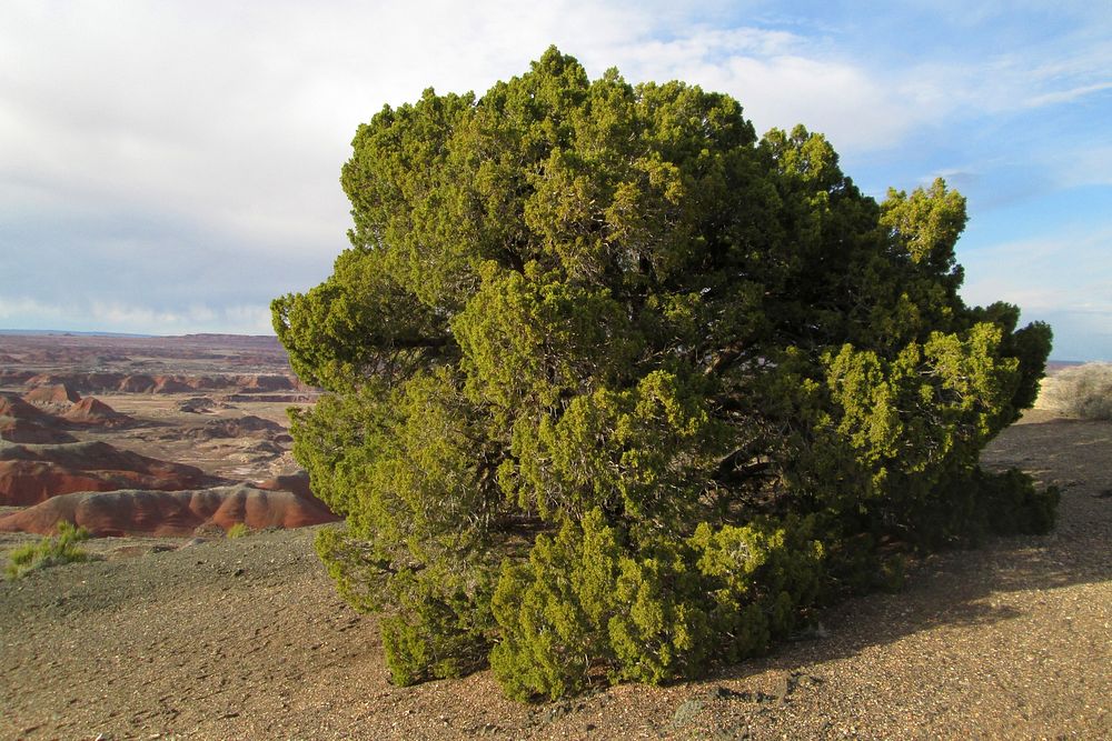Juniper (Juniperus sp)Credit NPS/Hallie Larsen. Original public domain image from Flickr