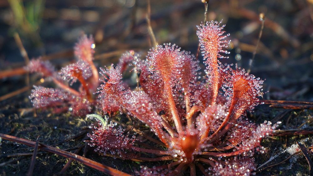 Sundew. Original public domain image from Flickr