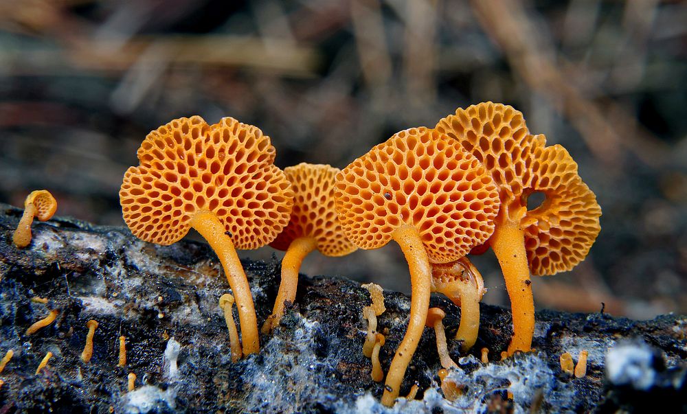Orange pore fungus (Favolaschia calocera) grows on wood.Fruit-body: This little fungus is very bright orange in colour. It…