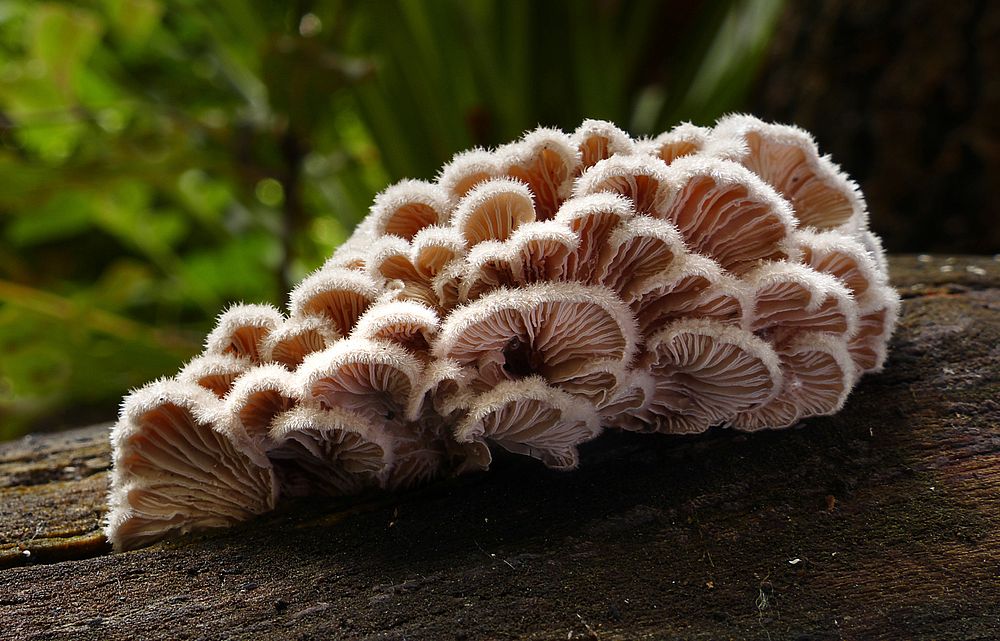 Wild mushrooms drying out, Schizophyllum commune. Original public domain image from Flickr