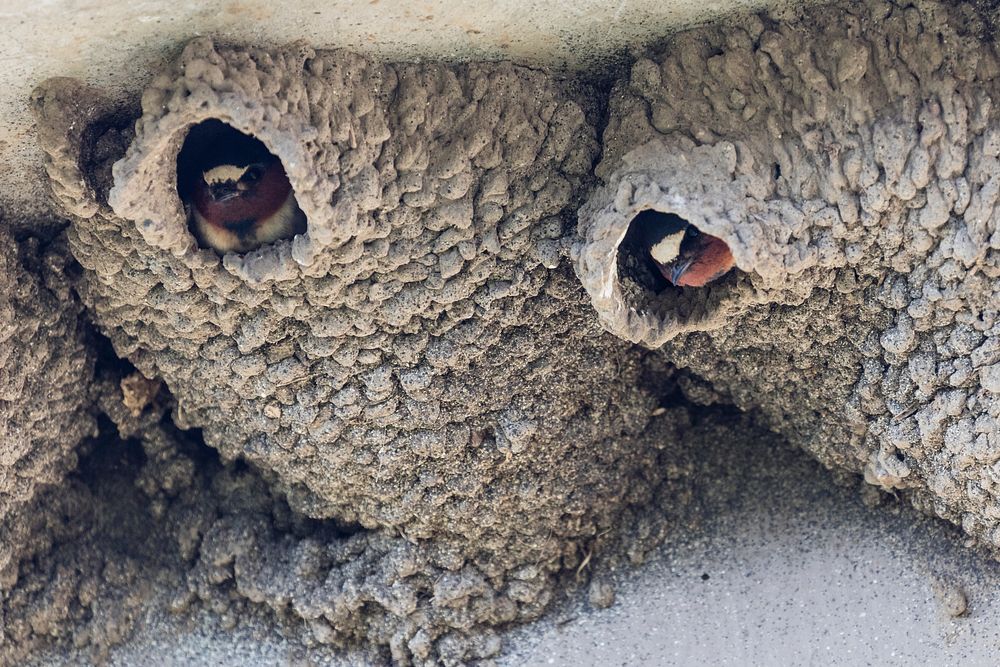 Cliff swallows (Petrochelidon pyrrhonota) and nests by Jacob W. Frank. Original public domain image from Flickr