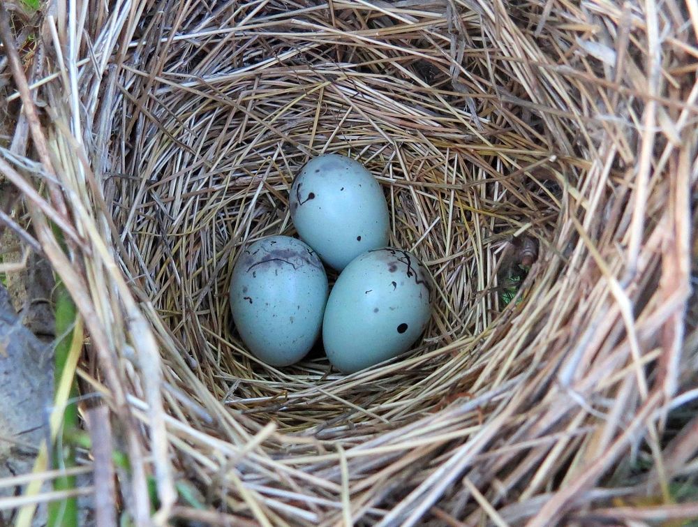 Red-winged blackbird nestThis red-winged blackbird nest was spotted at Port Louisa National Wildlife Refuge in Iowa. The…