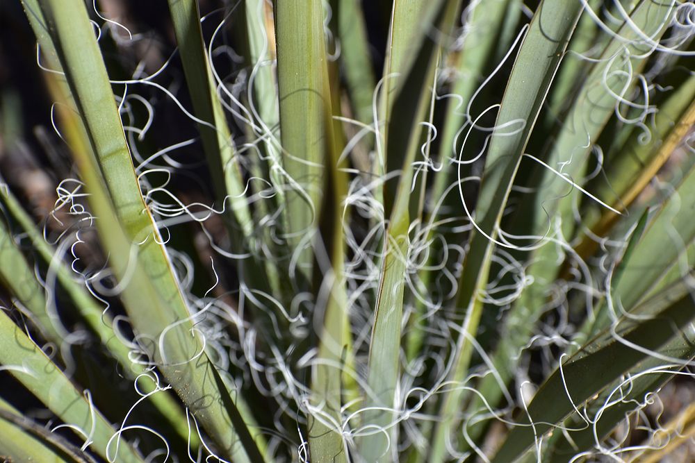 Yucca Close-up