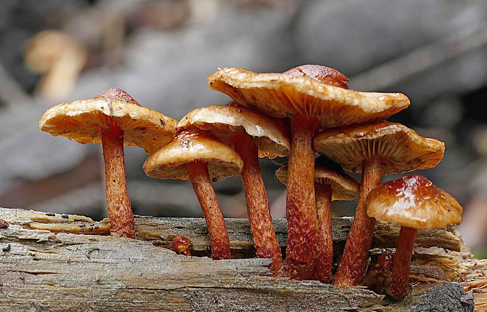 Sulphur tufts (Hypholoma fasciculare). Original public domain image from Flickr