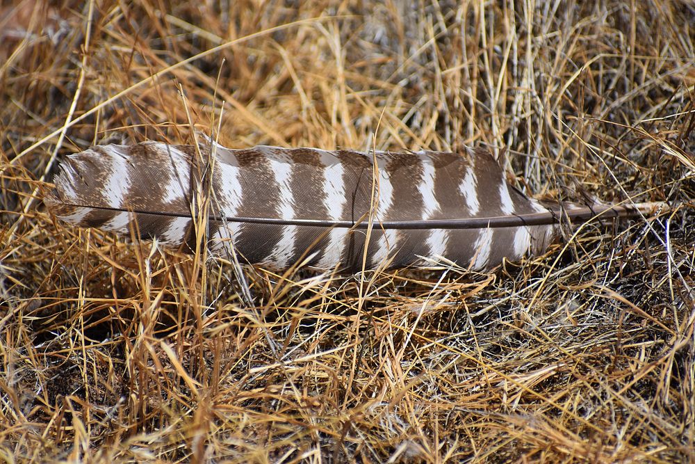 Turkey Feather. Original public domain image from Flickr