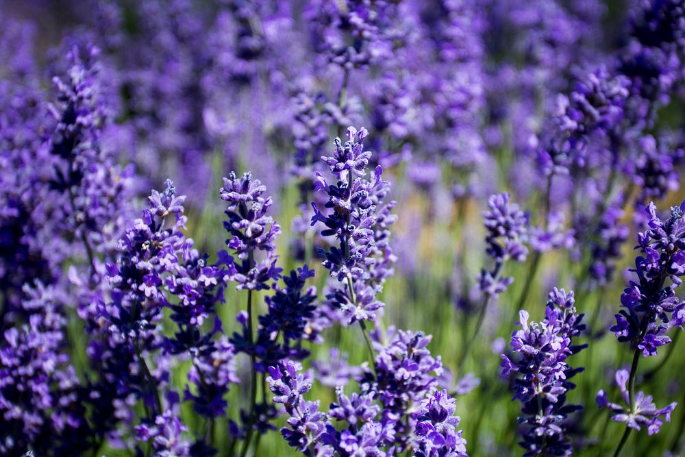 Lavender field background. Free public domain CC0 image.