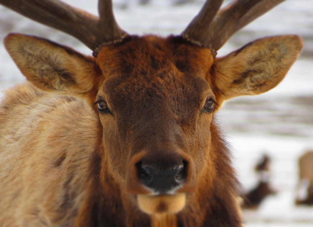 Elk. Original public domain image from Flickr