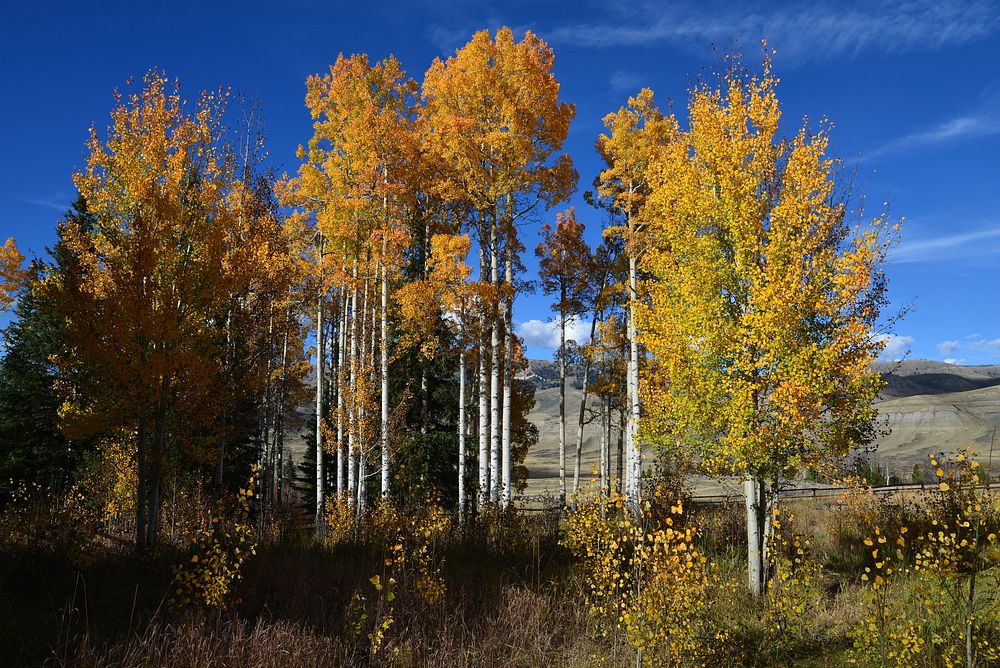 Wyoming Autumn. Original public domain image from Flickr