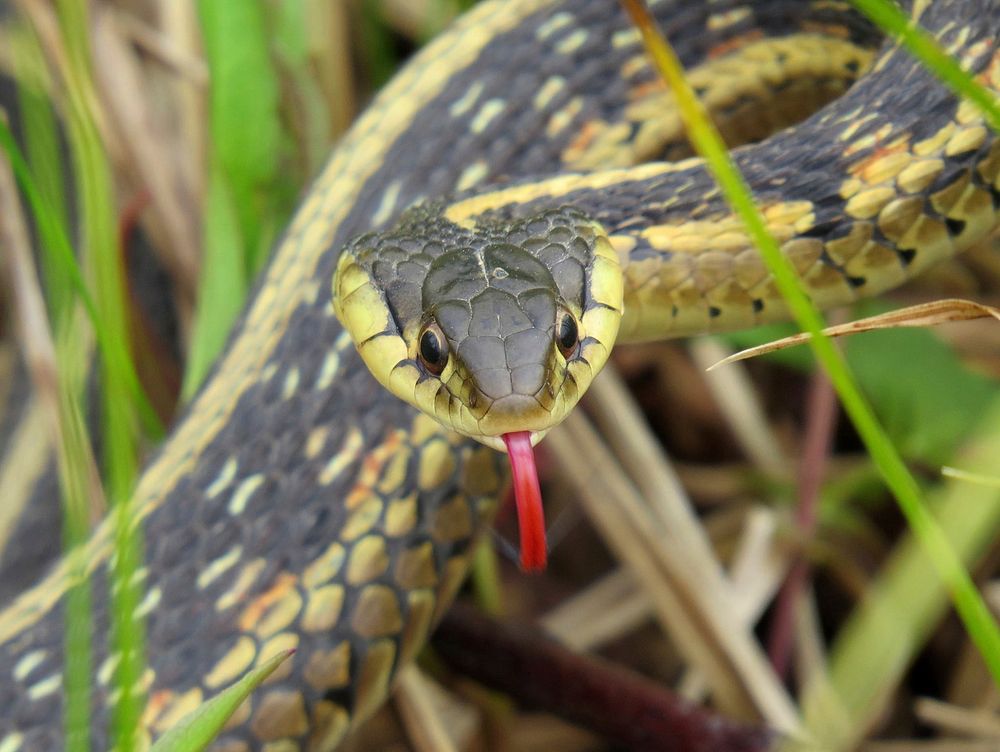 Common Garter SnakeCheck out this close up from Port Louisa National Wildlife Refuge in Iowa! Garter snakes eat small prey…
