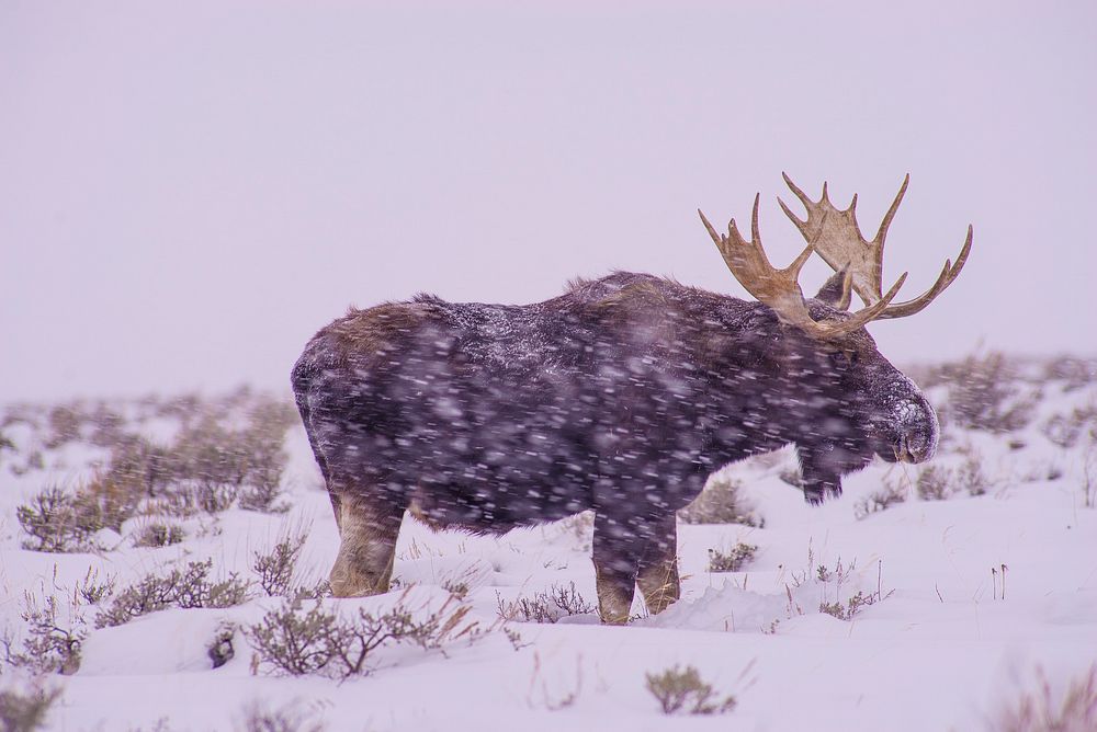 Elk. Original public domain image from Flickr