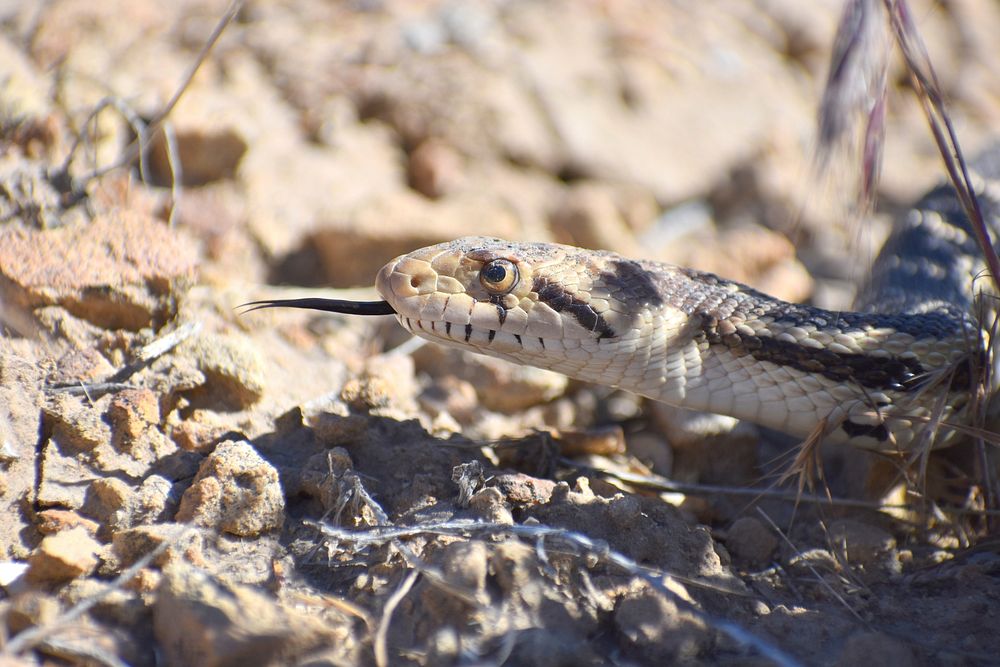 Gopher Snake Close-up. Original public domain image from Flickr