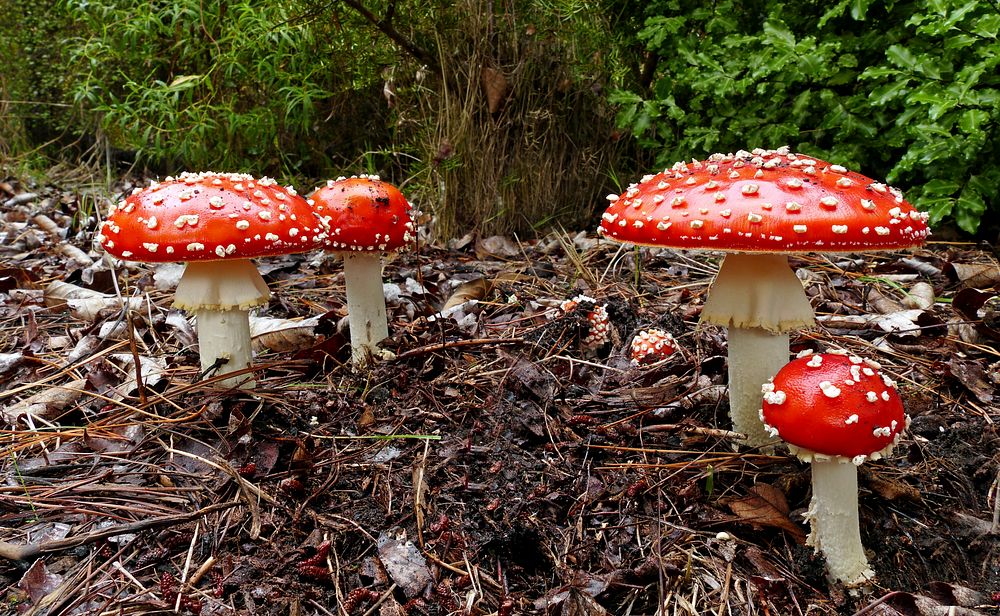 Red poisonous mushrooms in the ground. Original public domain image from Flickr