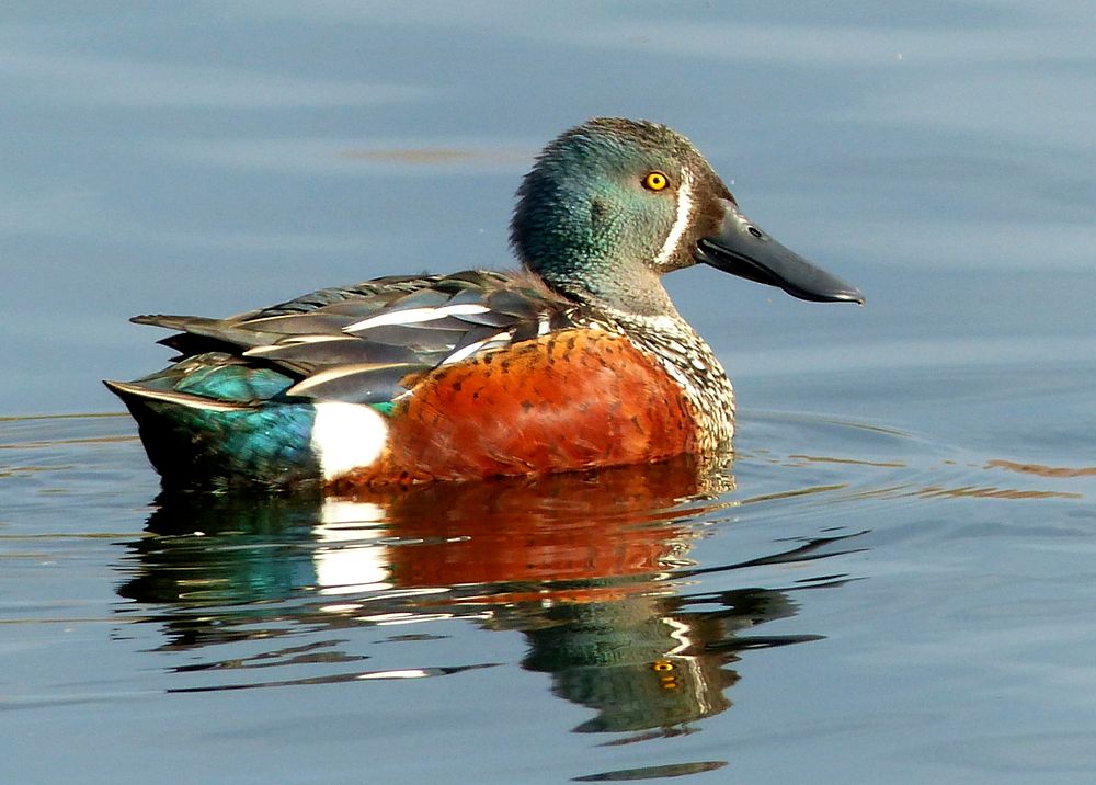 New Zealand Shoveler ( Anas rhynchotis variegata )The shoveler duck is rarely seen away from water or above 350 metres