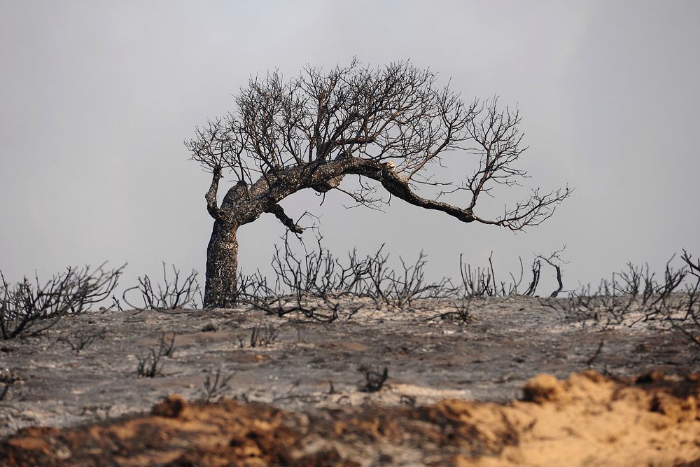 Army Prescribed Burn on Fort Ord.