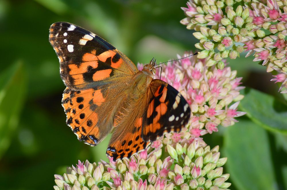 Painted ladyPainted lady butterflies prefer nectar from flowers that are 3-6 feet high.Photo by Mara Koenig/USFWS. Original…