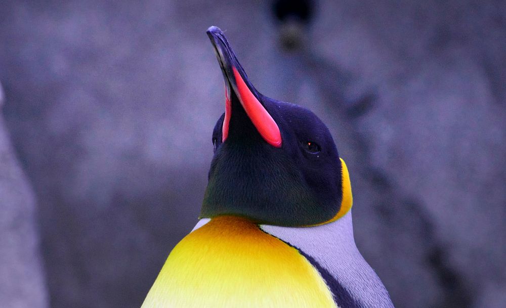 King Penguin. Original public domain image from Flickr