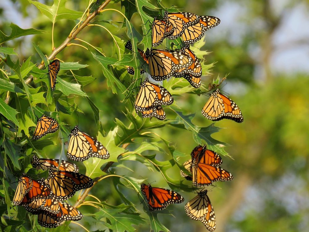 Roosting Monarch ButterfliesThese monarch butterflies were spotted roosting in an oak tree at Port Louisa National Wildlife…