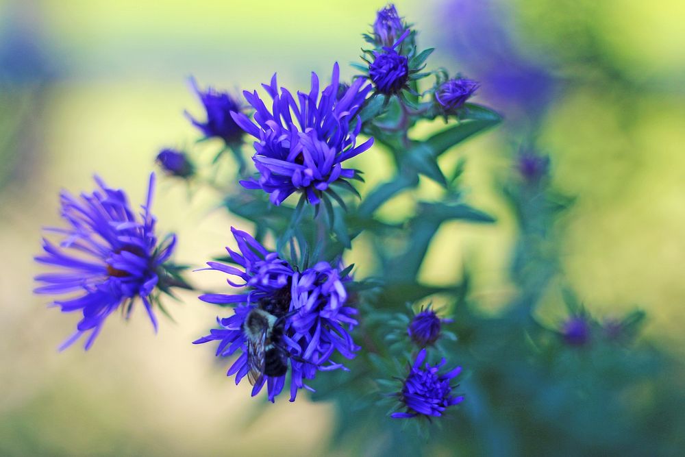 Bee Pollinating New England AsterPhoto by Courtney Celley/USFWS. Original public domain image from Flickr