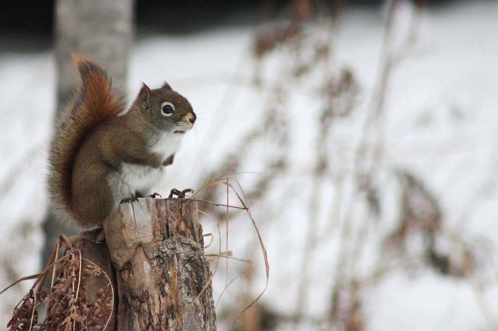 Red Squirrel in MinnesotaPhoto by Courtney Celley/USFWS. Original public domain image from Flickr